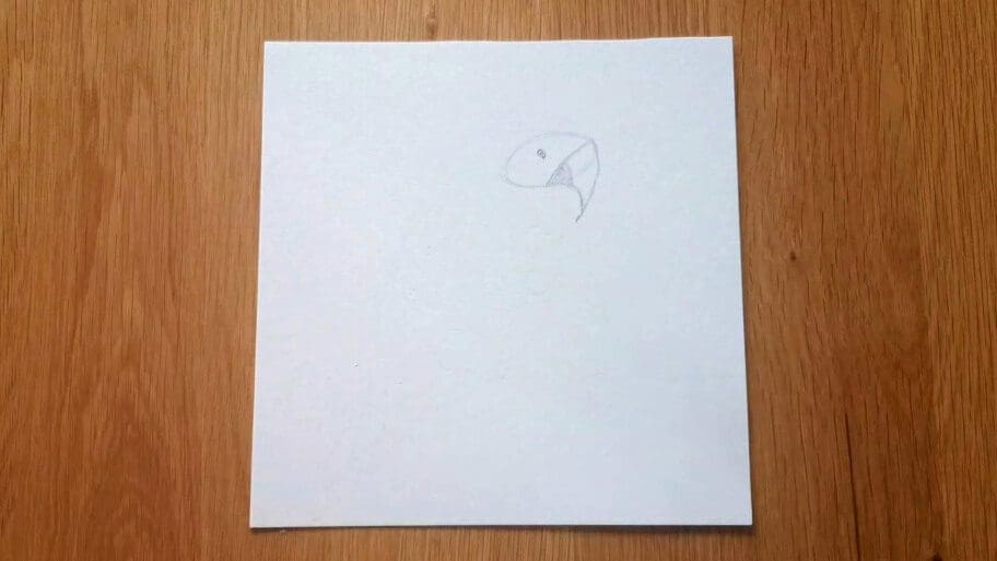 Parrot Drawing