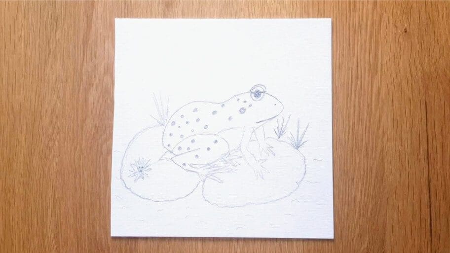 Frog Drawing